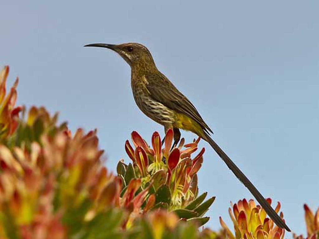 Avian Leisure Appartement Simonʼs Town Buitenkant foto